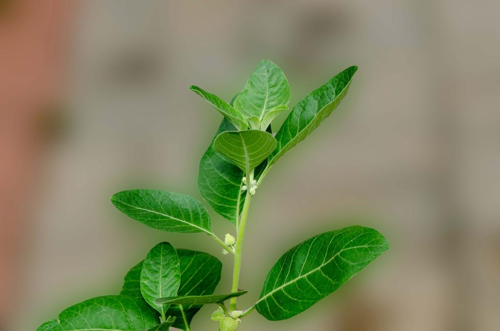 Ashwagandha Leaves-