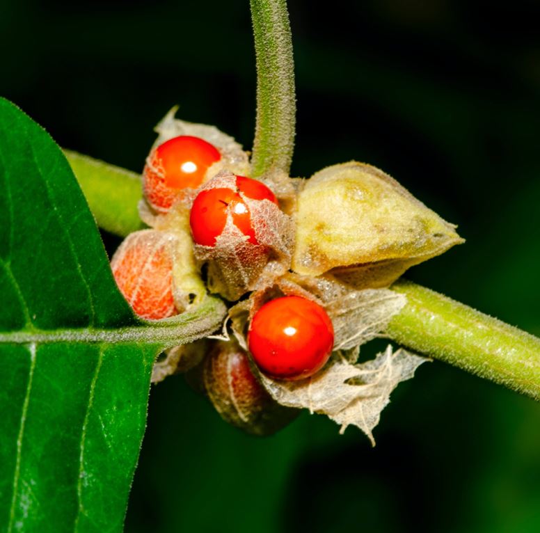 Ashwagandha Seeds