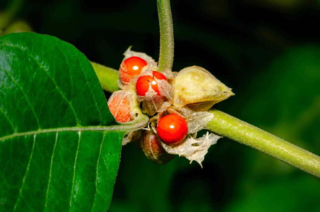 Ashwagandha in Sri Lanka