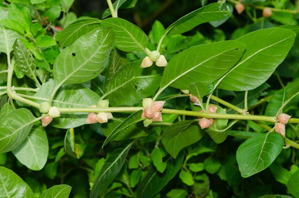 Ashwagandha in Sri Lanka 