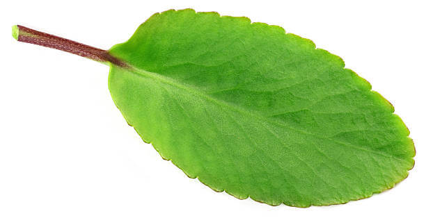 Akkapana Leaves